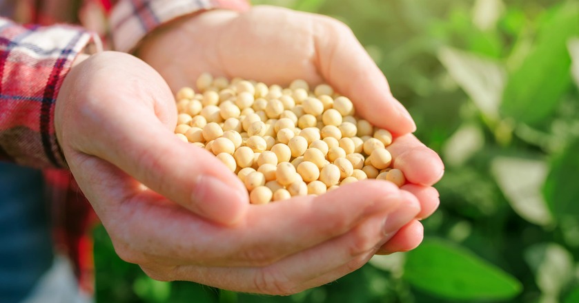 investir em commodities Pessoa segurando grãos na mão